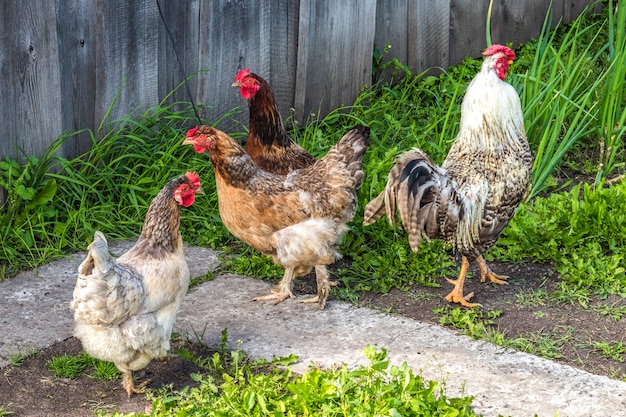 Pollame, galline e galli passeggiano per strada in estate