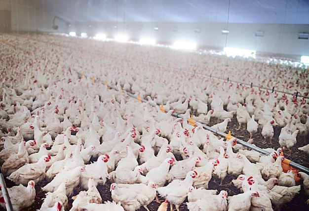 Poultry unlimited Shot of chickens on a poultry farm