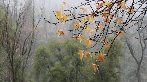 Pouring rain drops yellow autumn maple tree leaves water droplets of downpour