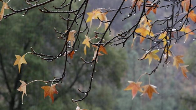 Pouring rain drops yellow autumn maple tree leaves water droplets of downpour