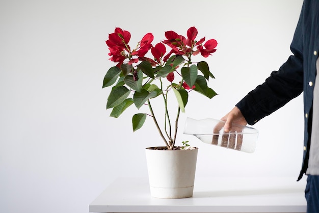 A pouring water from bottle into the home flower pot