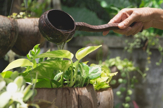 Photo pouring a young plant from watering can. gardening and watering plants.