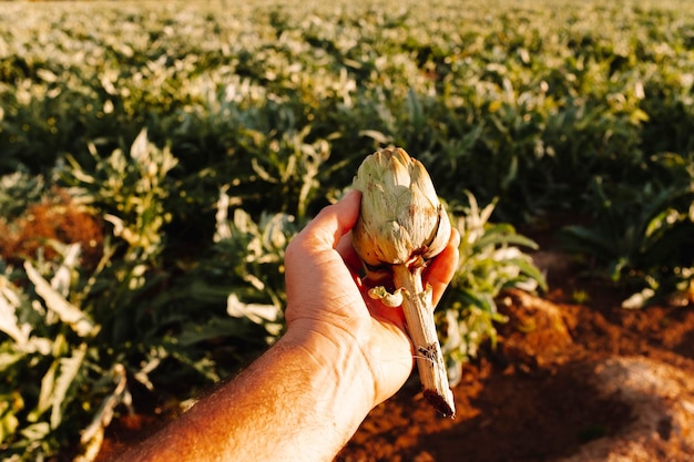 Pov of man hand holding fresh artichoke directly from the farm field workplace Alternative job agriculture lifestyle Farmer looking artichoke quality Concept of natural and healthy lifestyle people