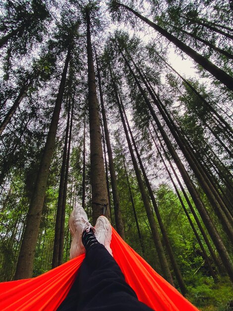 pov woman in hammock in pine trees forest