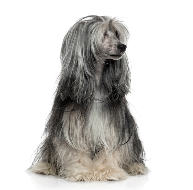 Powderpuff Chinese crested dog