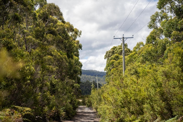 power lines in the bush in summer in australia