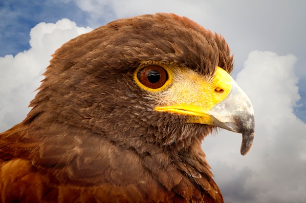 The power of nature. Royal Eagle’s head.