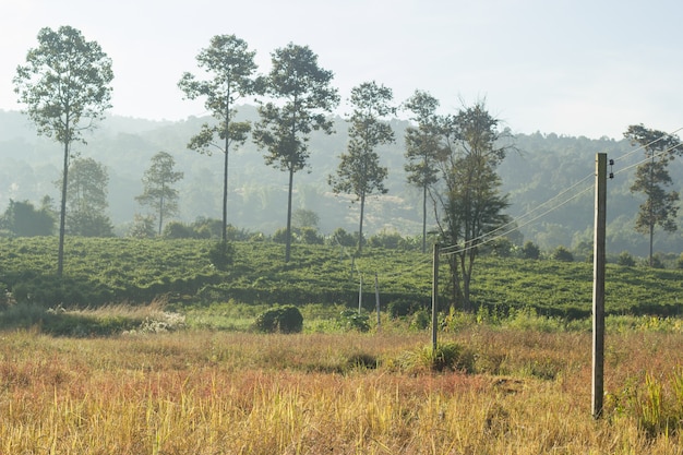 Power tower with beautiful landscape of  agriculture field.