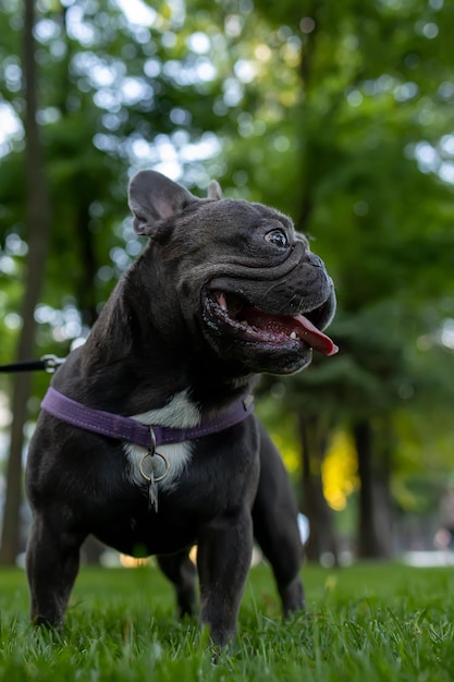 Powerful dog french bulldog stands in the park with his tongue hanging out and looking to the side