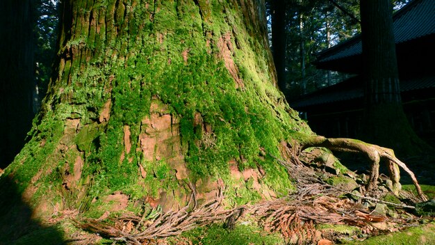 日本の巨大な杉の木の強力な緑の苔むした底