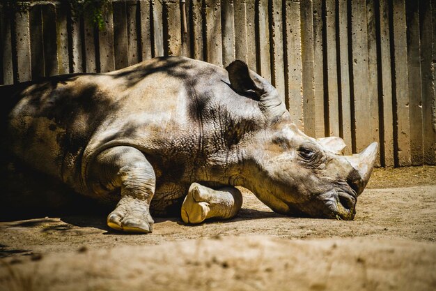 powerful rhino resting in the shade