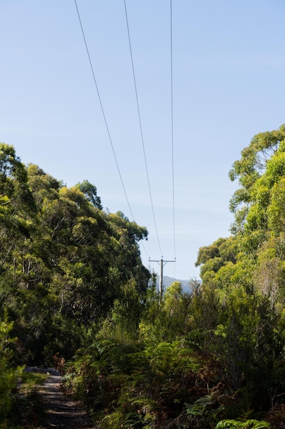 Powerlines in the bush in Australia Power poles a fire hazard in the forest