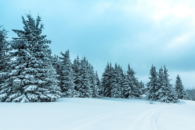 Prachtig alpenlandschap in de winter Fantastische ijzige ochtend in bos besneeuwde pijnbomen onder warm zonlicht Fantastische berghoogland Geweldige winterachtergrond Prachtige kerstscène