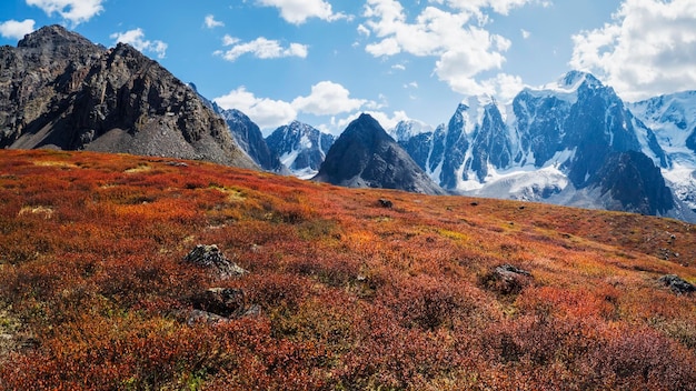 Prachtig alpenlandschap met oranje herfstdwergberk te voet van rotsachtige berg in zonneschijn Bont berglandschap met grijze rotsen in gouden herfstkleuren Herfst in bergen