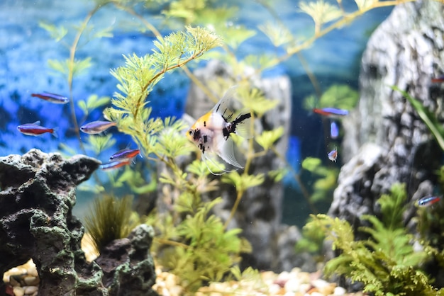 Prachtig aquarium vol vis