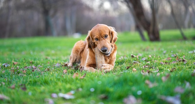 Prachtig beeld met golden retriever-hond zittend op het gras en een houten stok etend