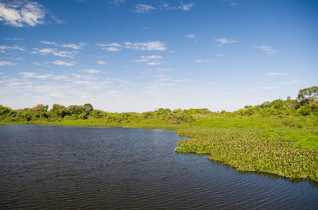 Prachtig beeld van het Braziliaanse wetland