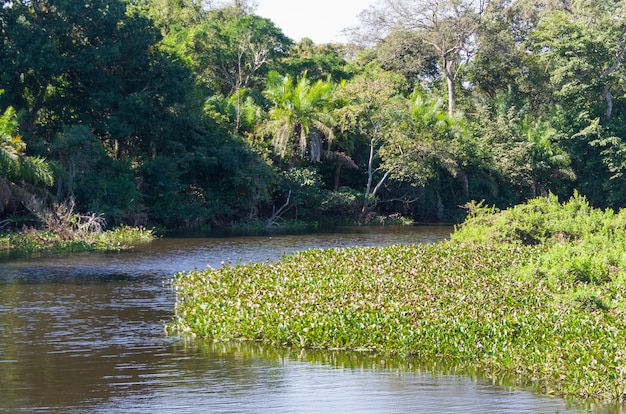 Prachtig beeld van het Braziliaanse wetland