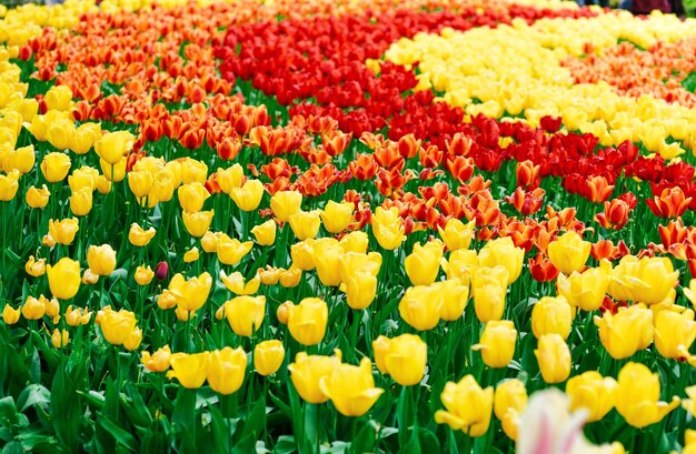 Foto prachtig behang van bloeiende tulpen holland nederland