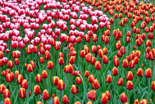 prachtig behang van bloeiende tulpen Holland Nederland