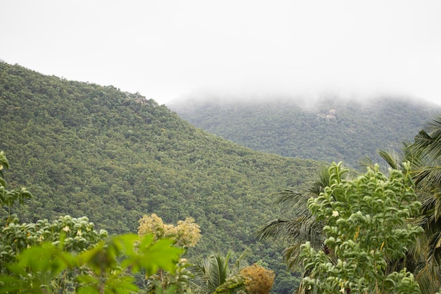 Prachtig berglandschap - bomen onderaan de berg