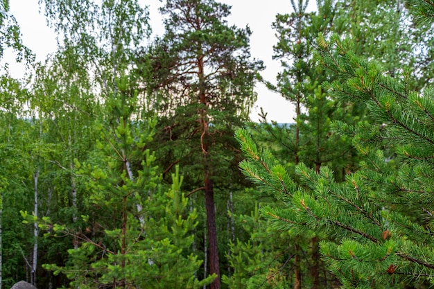 Prachtig berglandschap met top van pijnbomen Oeralgebergte