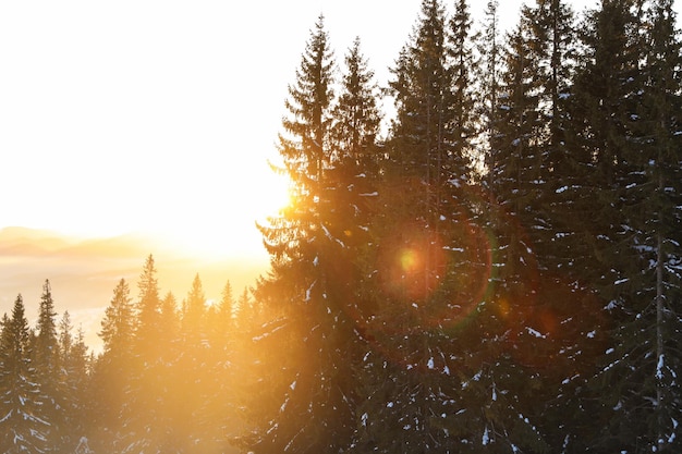 Prachtig berglandschap met zonovergoten bos in de winter