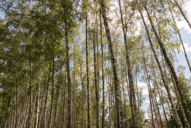 Prachtig berkenbos in de lente of zomer op een zonnige dag