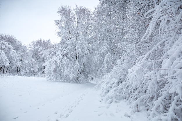 Prachtig besneeuwd winterlandschap in het park