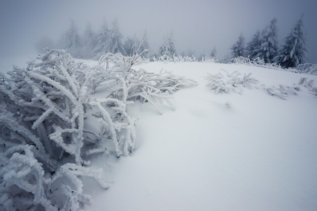 Prachtig betoverend ruw landschap van besneeuwde sparren die op sneeuwbanken en bergen staan