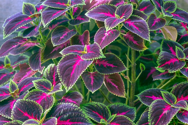 Prachtig blad van Rex Begonia plant, een kleurrijke kamerplant