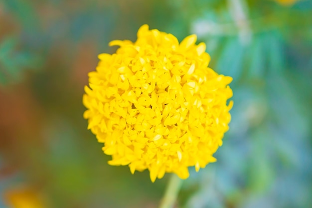 Prachtig bloeiende gele goudsbloemen met onscherpe achtergrond Uit focus