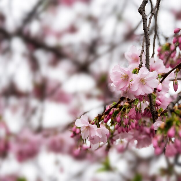 Prachtig bloeiende Japanse kersenboom