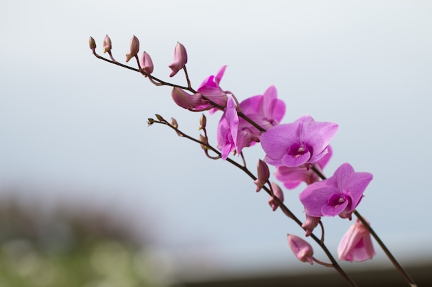 Prachtig bloeiende orchidee buitenbeeld