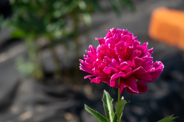 Prachtig boeket roze pioenroos in de tuin