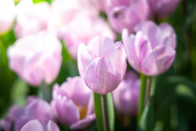 Prachtig boeket tulpen. kleurrijke tulpen. aard achtergrond