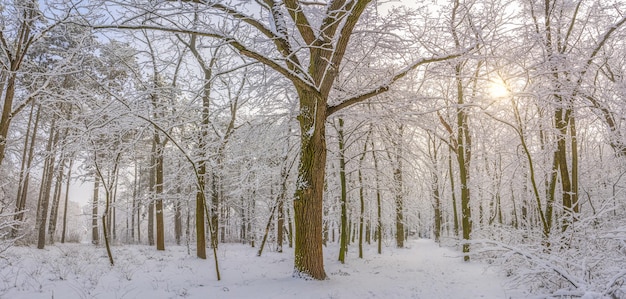 Prachtig bos bedekt met sneeuw in de winter, besneeuwd winterlandschap panorama