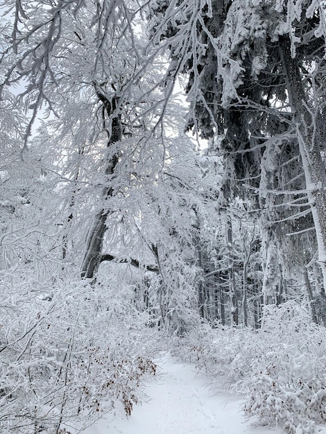 Prachtig bos bedekt met sneeuw Sparrenbomen in het winterlandschap Frosty dag Schilderachtig beeld van dennenboom