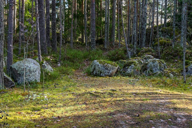 Prachtig bos en frisse lucht zandpad wandeling langs het pad door het bos