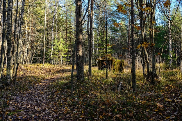 Prachtig bos en frisse lucht zandpad wandeling langs het pad door het bos