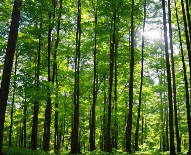 prachtig bos met bomen en groene bladeren