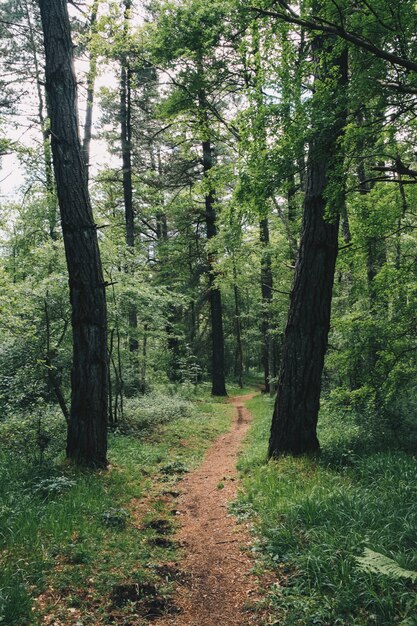 Prachtig bos met groene tinten in Baskenland