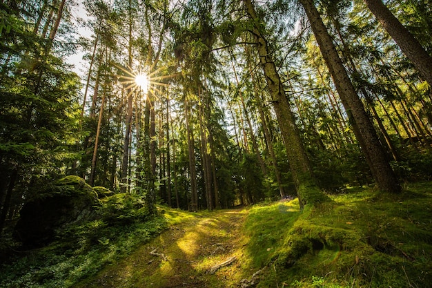 Prachtig bos met mos bedekte bodemzonnestralen door de bomen. Idyllische avontuurlijke natuurscène