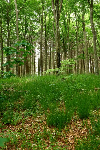 Prachtig bos met weelderige groene planten en hoge bomen die groeien in een rustige en afgelegen omgeving Schilderachtig landschapsmening van de bossen met levendige groene struiken en overwoekerd gras in het voorjaar