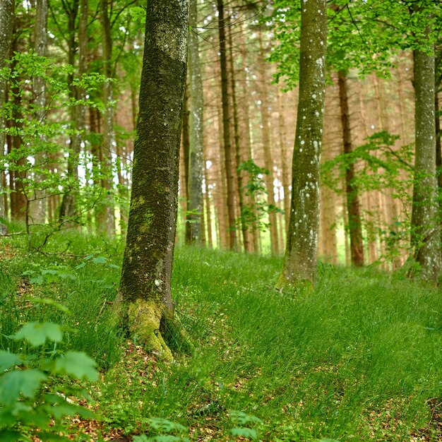 Prachtig bos met weelderige groene planten en hoge bomen die groeien op een zomerdag Landschapsmening van het bos met bloemen en gebladerte op een lenteochtend Levendig en vredig buitenleven en wilde natuur