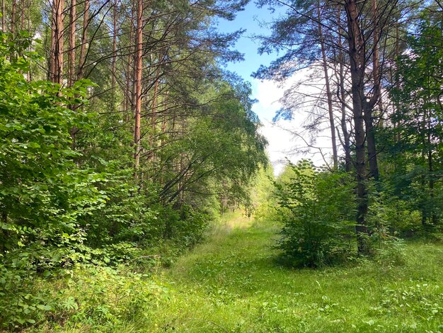 Foto prachtig boslandschap dicht gemengd bos in de zomer