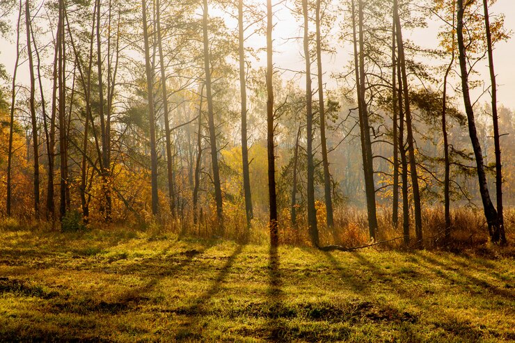 Foto prachtig boslandschap. herfst natuur. dennen op ochtendzonlicht. zonsopkomst