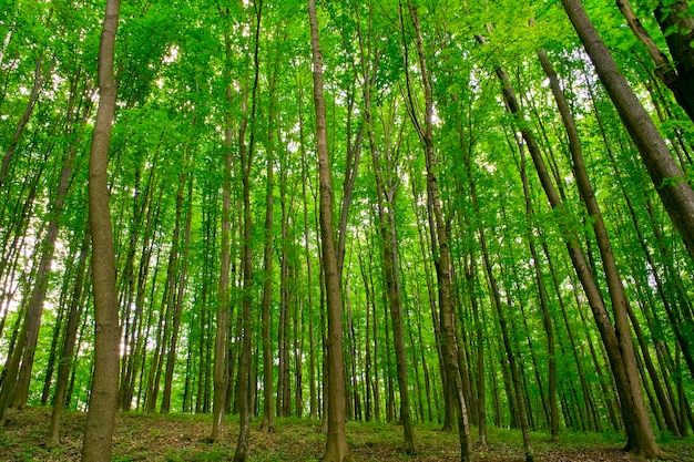 Prachtig boslandschap in de ochtend