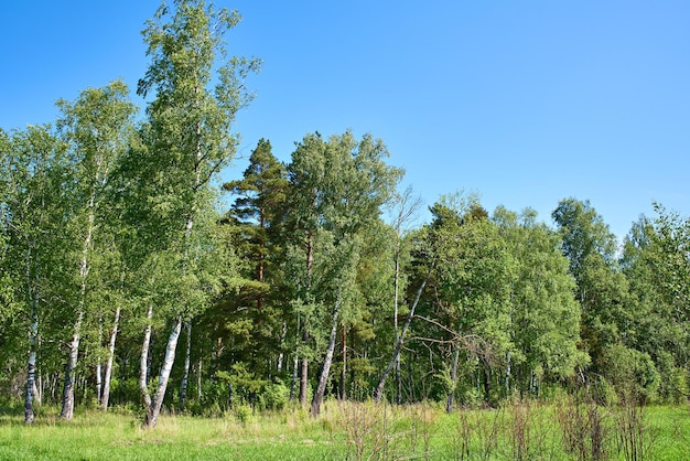 Prachtig boslandschap in de zomerdag