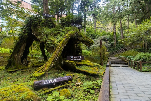 Foto prachtig boslandschap van het alishan national forest area in chiyahi taiwan